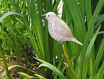 Agrandir l'image (fenêtre modale)